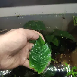 Anubias, photo 4