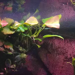 Anubias, photo 5