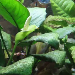 Anubias, photo 6