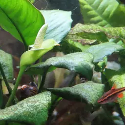 Anubias, photo 7