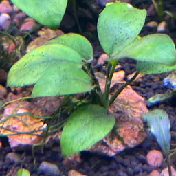 Anubias, photo 8
