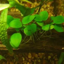 Dwarf Anubias