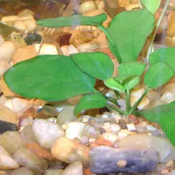 Dwarf Anubias, photo 3