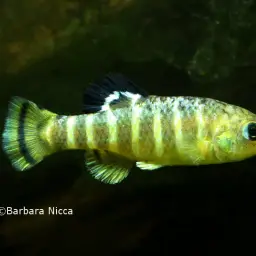 Anatolian Toothcarp