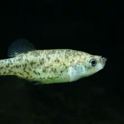 Anatolian Toothcarp, photo 2