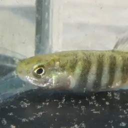 Anatolian Toothcarp, photo 3