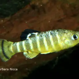 Anatolian Toothcarp, photo 4