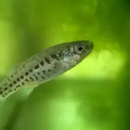 Anatolian Toothcarp, photo 5