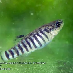 Anatolian Toothcarp, photo 6