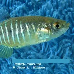 Anatolian Toothcarp, photo 7