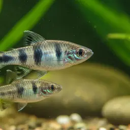 Anatolian Toothcarp, photo 8