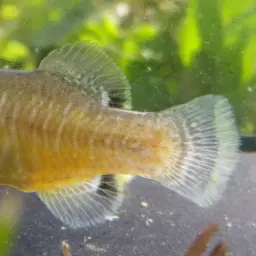 Tellia apoda