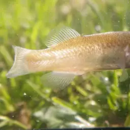Tellia apoda, photo 2