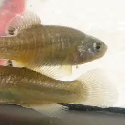 Tellia apoda, photo 3