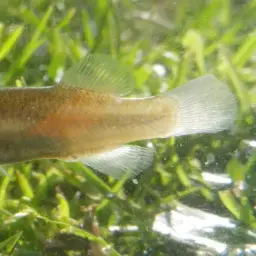 Tellia apoda, photo 5