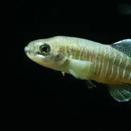 Namak, photo 2