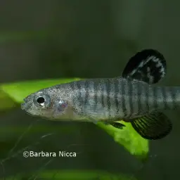 Scaleless Killifish, photo 2