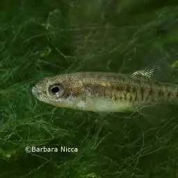 Scaleless Killifish, photo 3