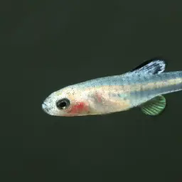 Scaleless Killifish, photo 4