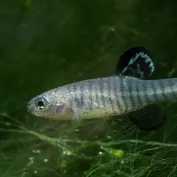 Scaleless Killifish, photo 5