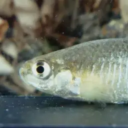 Apricaphanius baeticus