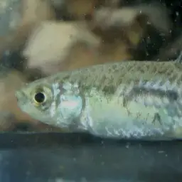 Apricaphanius baeticus, photo 2