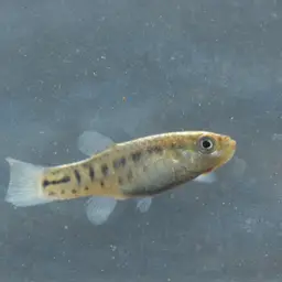 Apricaphanius baeticus, photo 4