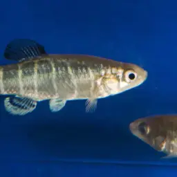 Danford's killifish, photo 2