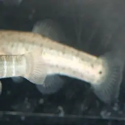 Danford's killifish, photo 4