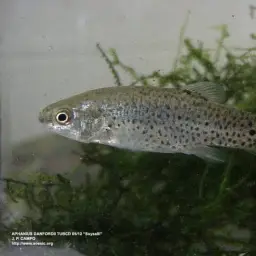 Danford's killifish, photo 5