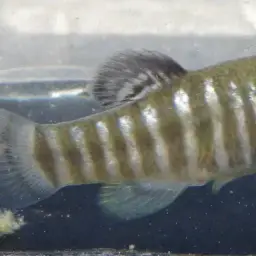 Danford's killifish, photo 6