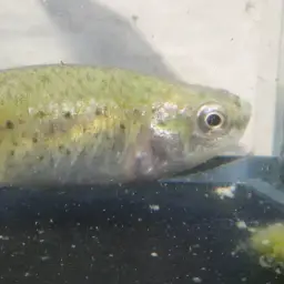 Danford's killifish, photo 7