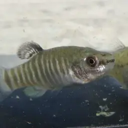 Danford's killifish, photo 8