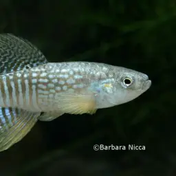 Arabian Toothcarp