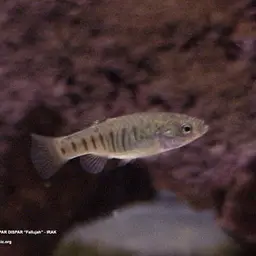 Arabian Toothcarp, photo 2
