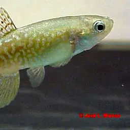 Arabian Toothcarp, photo 3