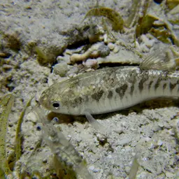 Arabian Toothcarp, photo 4