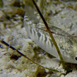 Arabian Toothcarp, photo 5