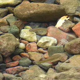 Arabian Toothcarp, photo 6