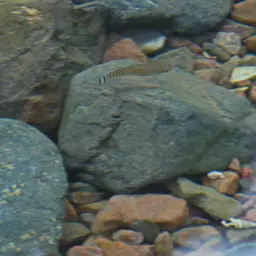 Arabian Toothcarp, photo 8