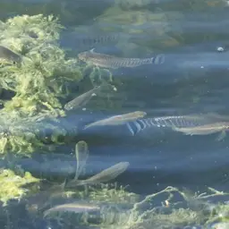 Arabian Toothcarp, photo 9