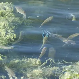 Arabian Toothcarp, photo 10