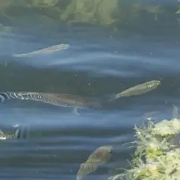 Arabian Toothcarp, photo 11