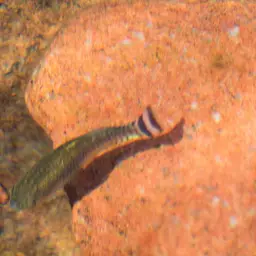 Arabian Toothcarp, photo 12