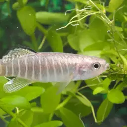 Mediterranean Killifish