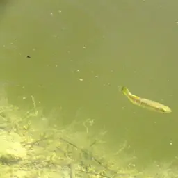 Mediterranean Killifish, photo 2