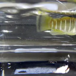 Mediterranean Killifish, photo 3