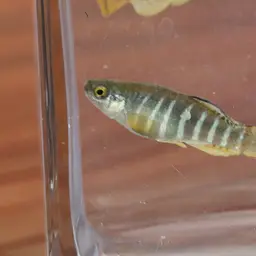 Mediterranean Killifish, photo 4