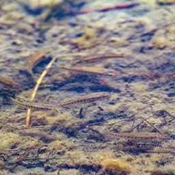 Mediterranean Killifish, photo 5