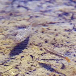 Mediterranean Killifish, photo 6